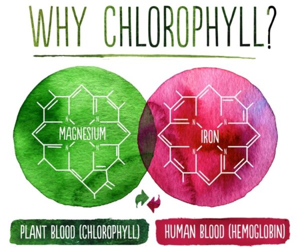 8 health benefits of Chlorophyll - Cups of Green